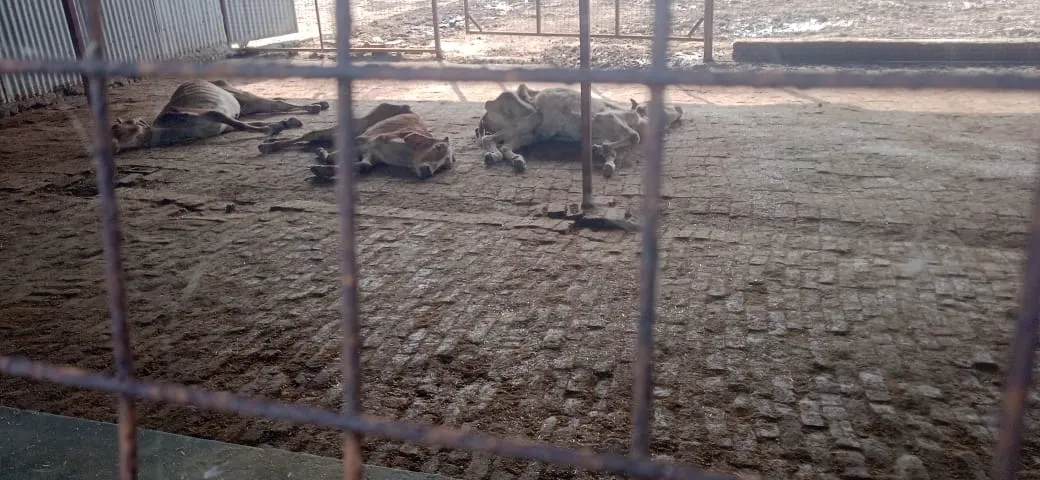 गौशाला में लंबी से तीन गोवंश की मौत तीन बीमार भाकियू टिकैत ने उठाए देखरेख पर सवाल, एडीओ ने विशेष टीम से जांच कराने की कही बात